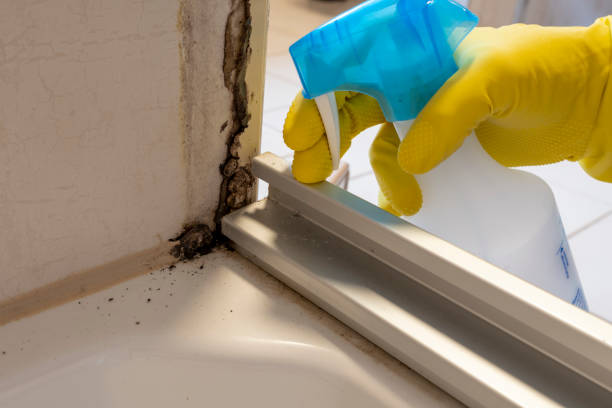 Best Local Mold Removal Service  in Broadview Heights, OH