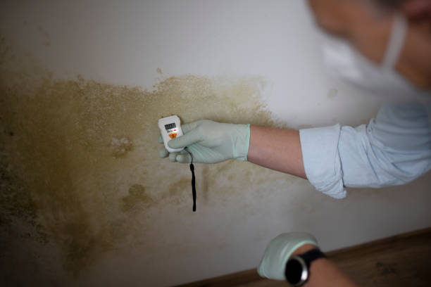 Professional Mold Removal in Broadview Heights, OH