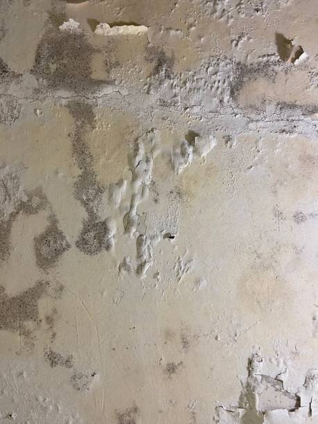 Attic Mold Removal in Broadview Heights, OH