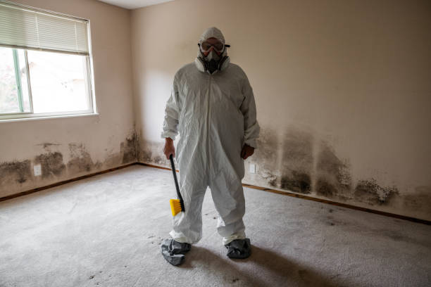 Best Attic Mold Removal  in Broadview Heights, OH